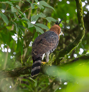 Ornate Hawk-Eagle, Asa Wright Nature Center, Trinidad